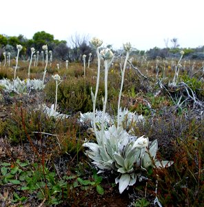 Helichrysum arnicoides (Immortelle) endémique de la Réunion - peu commune photo