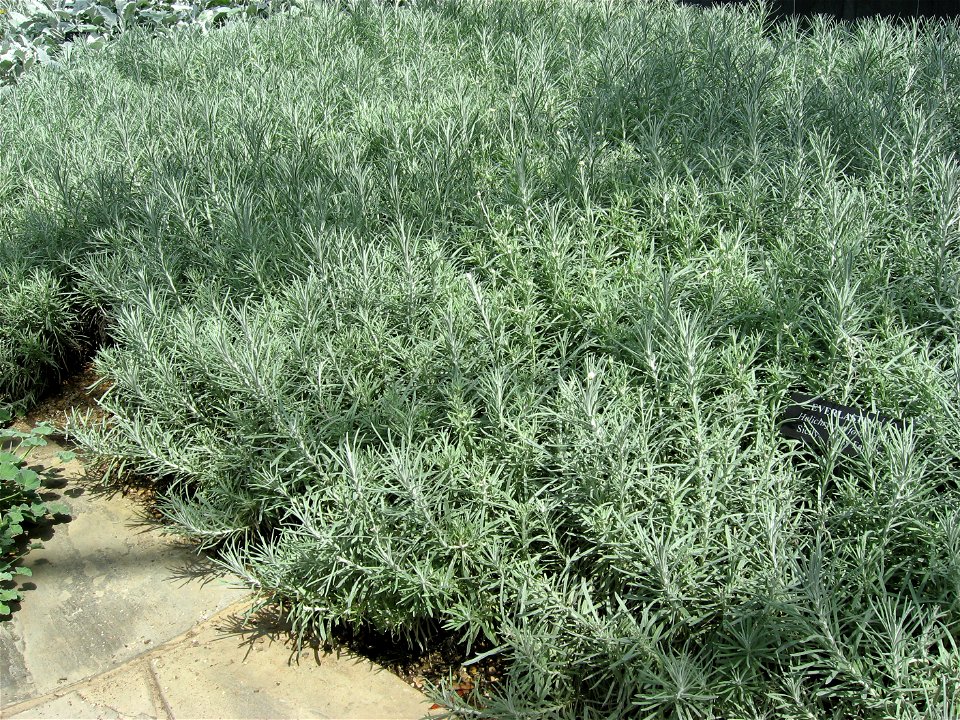 A picture of Helichrysum rupestre. The plant shown in the picture was labeled Helichrysum fontanesii.