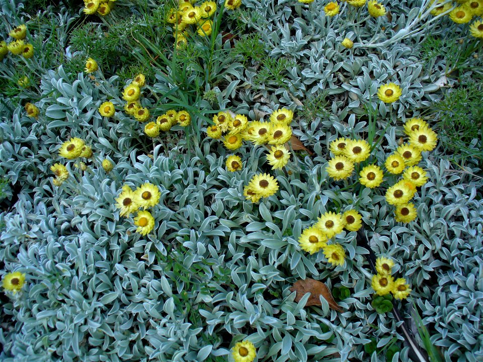 sewejaartjie, Kirstenbosch Gardens Cape Town