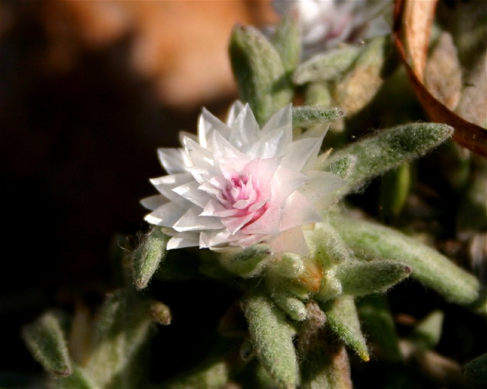 Helichrysum argyrosphaerum DC. Magaliesberg, 5km W of Wonderboom, South Africa