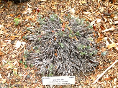 Helichrysum retortoides specimen in the University of California Botanical Garden, Berkeley, California, USA. photo