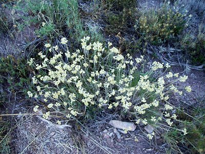 Image:Helichrysum_stoechas.jpg Helichrysum stoechas (sempreviva) at Castelltallat, Catalonia photo