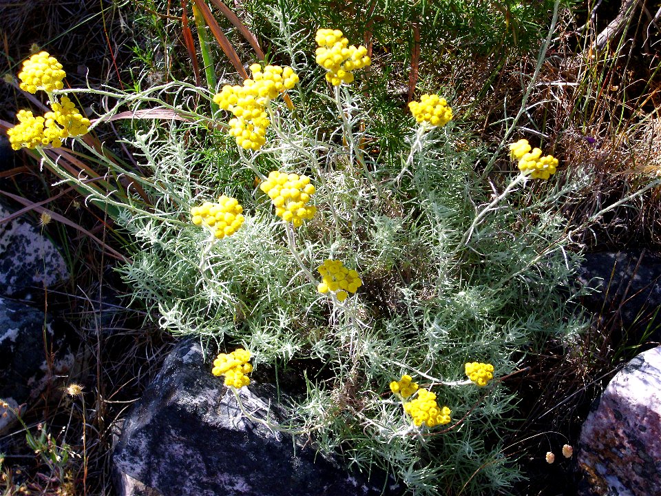 Helichrysum stoechas habit, Dehesa Boyal de Puertollano, Spain