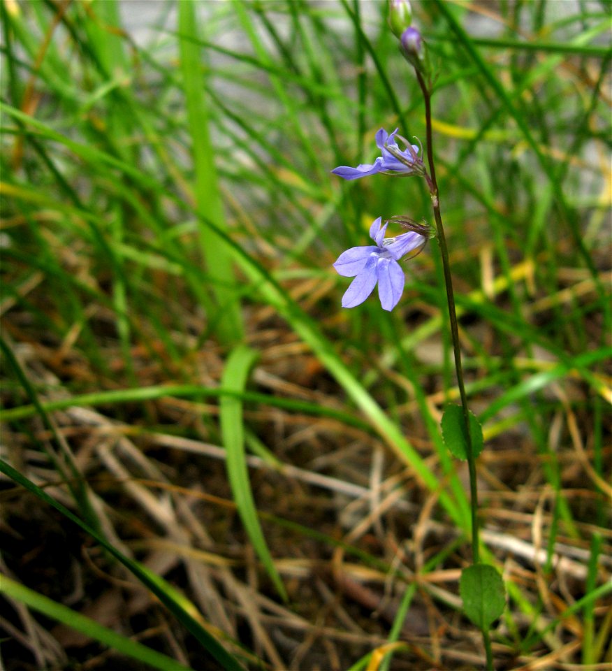 Lobelia gattingeri in cedar glade in Cedars of Lebanon State Park, Wilson County, Tennessee.