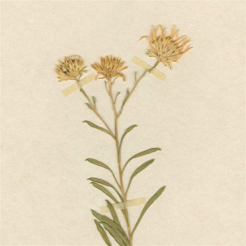 Aster burgessii (Symphyotrichum burgessii) isotype US 00145593, collected 4 March 1911 from Greater Antilles, Guane., Pinar del Río, Cuba.