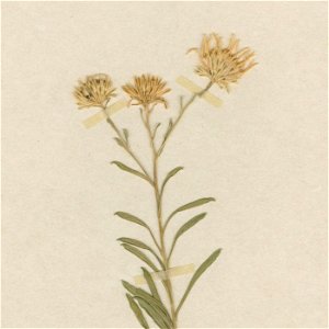 Aster burgessii (Symphyotrichum burgessii) isotype US 00145593, collected 4 March 1911 from Greater Antilles, Guane., Pinar del Río, Cuba.