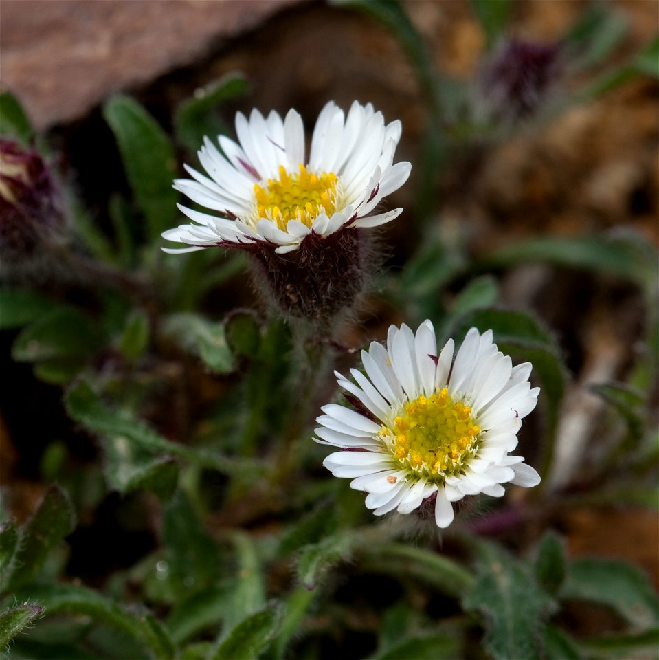 Erigeron uniflorus var. eriocephalus, Denali National Park and Preserve, AK, USA