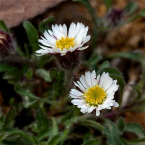 Erigeron uniflorus var. eriocephalus, Denali National Park and Preserve, AK, USA