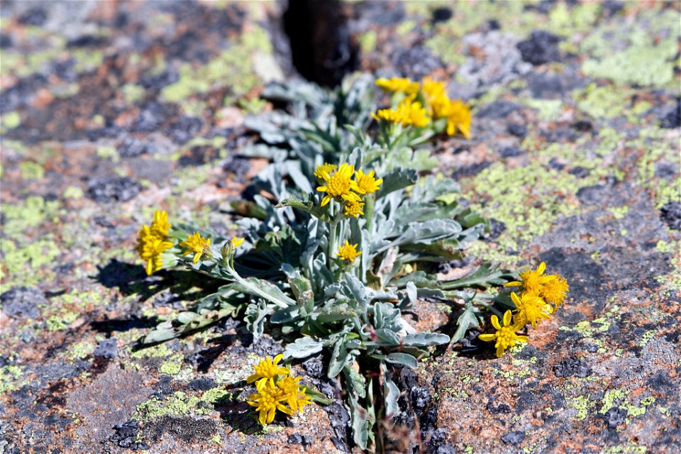 Jacobaea insubrica