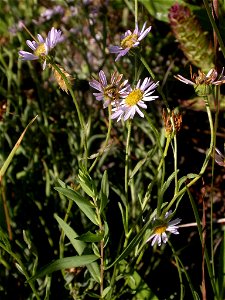 Image title: Endangered willamette daisy flower erigeron decumbens decumbens
Image from Public domain images website, http://www.public-domain-image.com/full-image/flora-plants-public-domain-images-pi