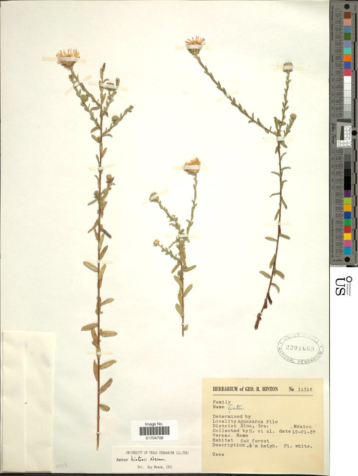 Symphyotrichum hintonii specimen