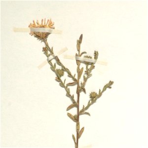 Symphyotrichum hintonii specimen