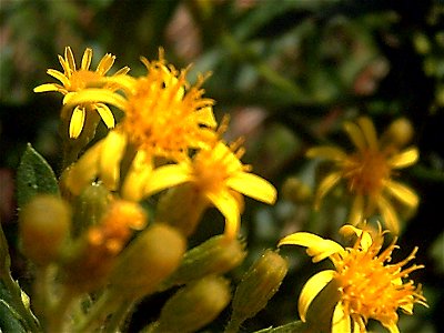 Senecio malacitanus close up, in Illora, Granada, Spain.