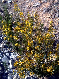 Senecio malacitanus habit, in Íllora, Granada, Spain.