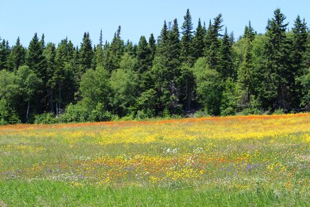 Edge forest flower