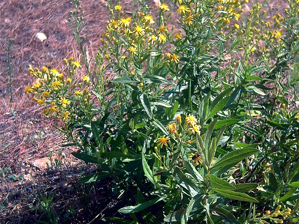 Senecio malacitanus habit, in Íllora, Granada, Spain.