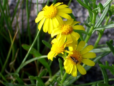 Senecio nevadensis flowers close up, Sierra Nevada, Spain