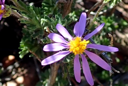 Felicia brevifolia, photographed by Peter R. Warren, on 3 September 2018, at Eselbank Pass Loop, Clanwilliam County, Western Cape province of South Africa