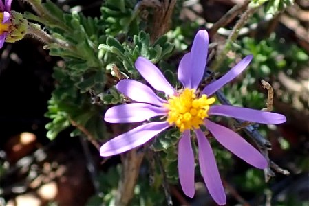 Felicia brevifolia, photographed by Peter R. Warren, on 3 September 2018, at Eselbank Pass Loop, Clanwilliam County, Western Cape province of South Africa photo