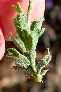 Felicia brevifolia, photographed by Peter R. Warren, on 3 September 2018, at Eselbank Pass Loop, Clanwilliam County, Western Cape province of South Africa