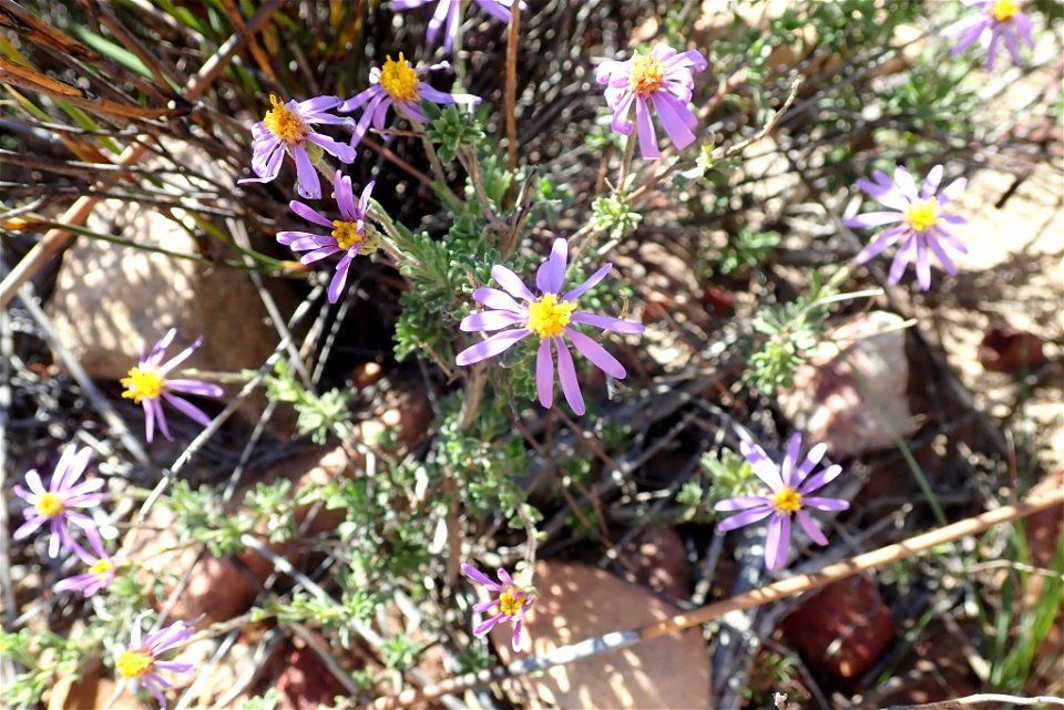 Felicia brevifolia, photographed by Peter R. Warren, on 3 September 2018, at Eselbank Pass Loop, Clanwilliam County, Western Cape province of South Africa