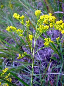 Solidago gattingeri, Flat Rock Cedar Glades and Barrens State Natural Area, a cedar glade in Rutherford County, Tennessee