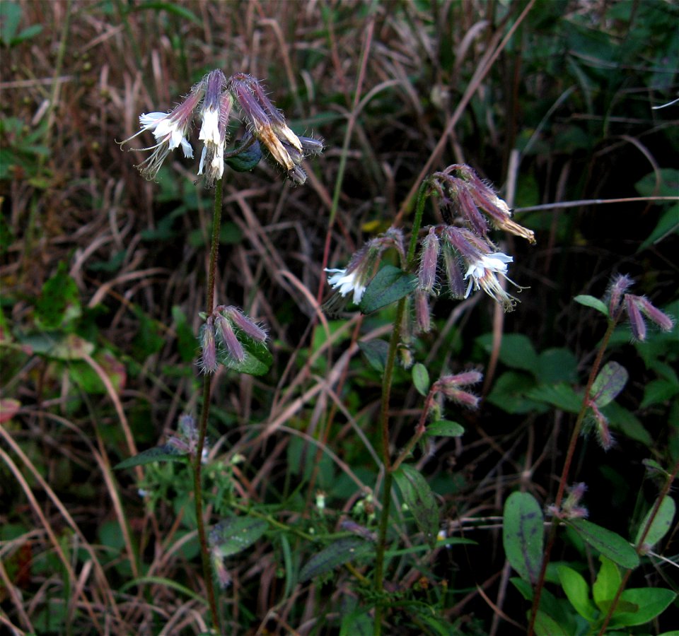 Nabalus barbatus, prairie remnant at Barnett Woods, Montgomery County, Tennessee.