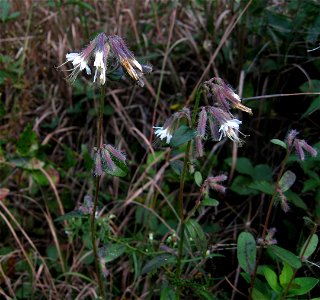 Nabalus barbatus, prairie remnant at Barnett Woods, Montgomery County, Tennessee.