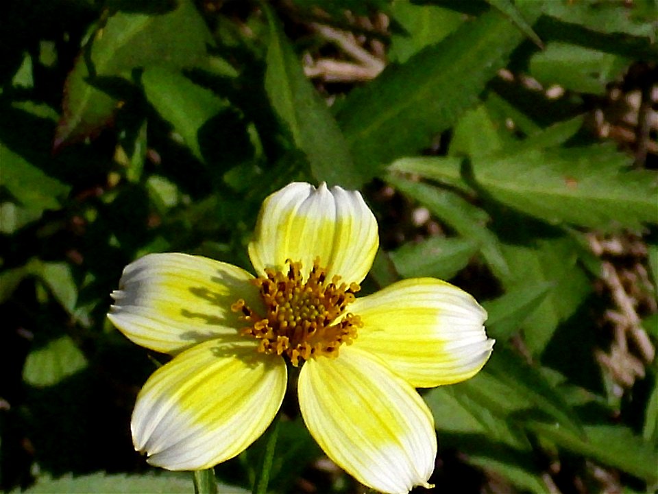 Bidens aurea inflorescence close up, invasive species in El Tamaral, Sierra Madrona, Spain