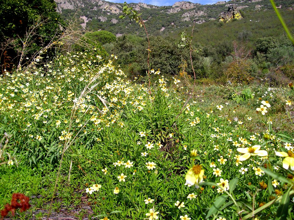 Bidens aurea invasive species in El Tamaral, Sierra Madrona, Spain