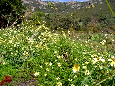 Bidens aurea invasive species in El Tamaral, Sierra Madrona, Spain