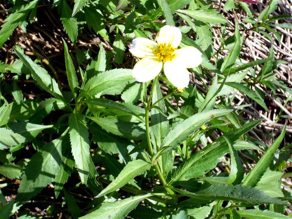 Bidens aurea invasive species in El Tamaral, Sierra Madrona, Spain