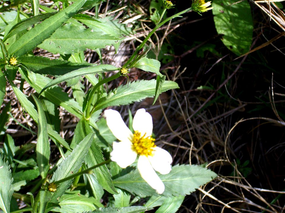 Bidens aurea invasive species in El Tamaral, Sierra Madrona, Spain