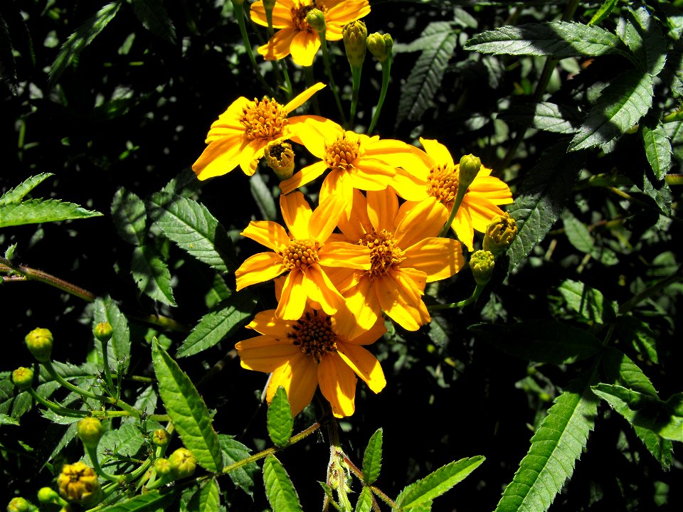 Tagetes lemmonii at Quail Botanical Gardens in Encinitas, California, USA.
