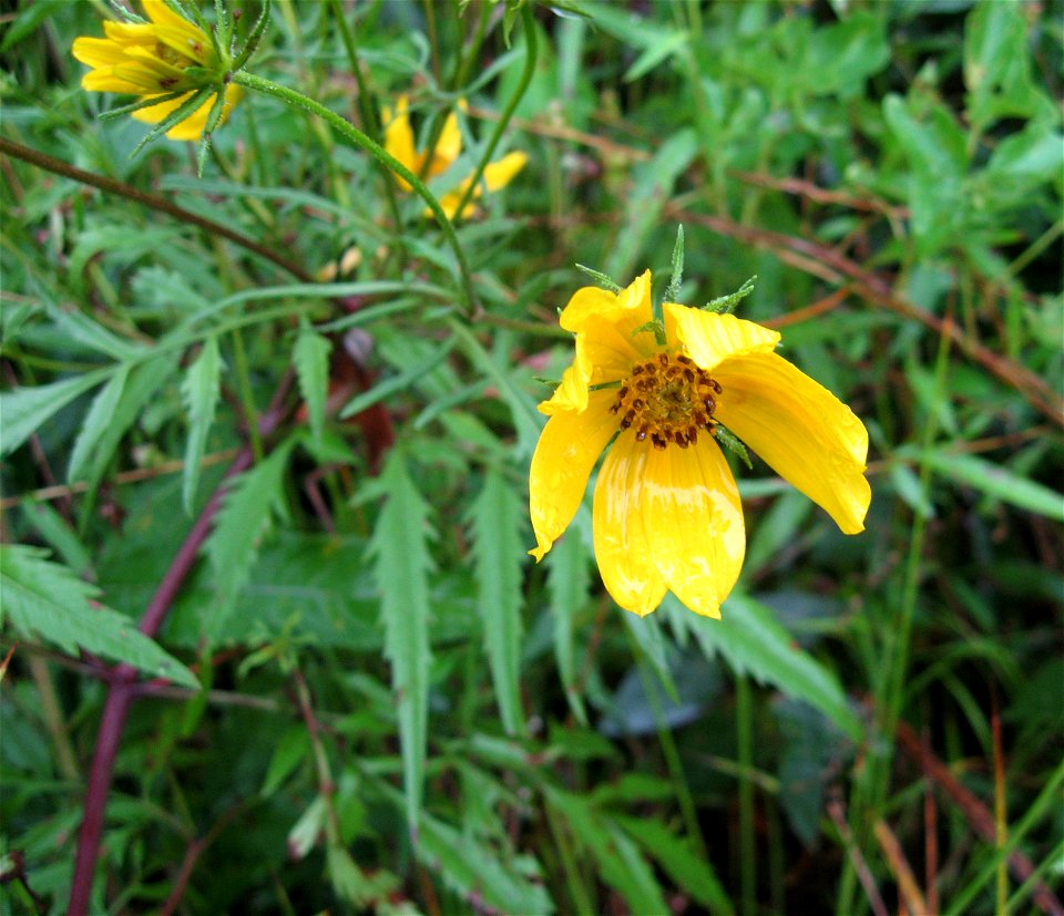 Bidens polylepis, in a wet meadow in the alluvial plain of the Kentucky River. Near town of Ravenna, Estill County, Kentucky, USA