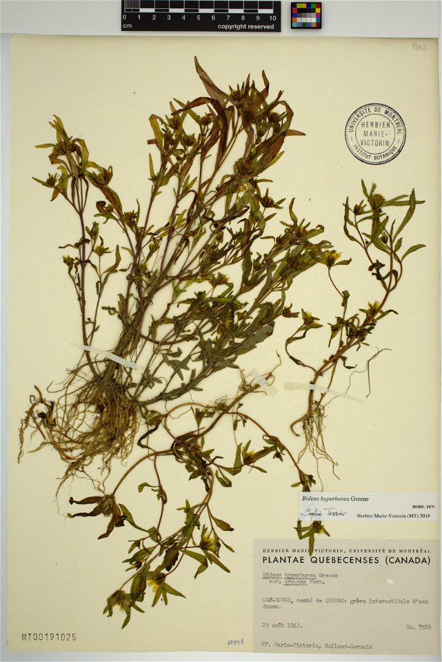 Bidens hyperborea at Marie-Victorin Herbarium (MT), Université de Montréal Biodiversity Centre