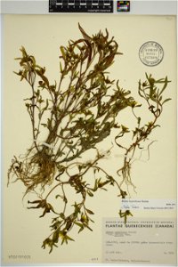 Bidens hyperborea at Marie-Victorin Herbarium (MT), Université de Montréal Biodiversity Centre