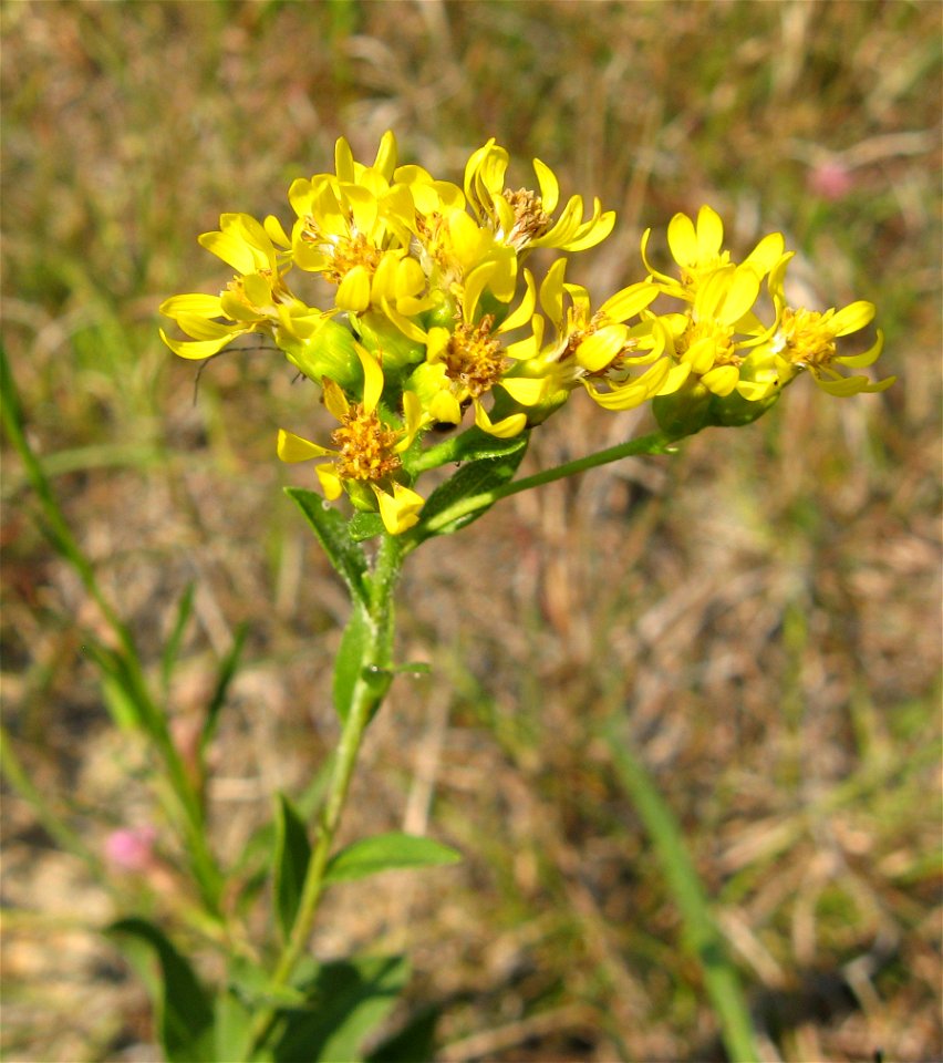 Solidago rigida ssp. glabrata, dry limestone barren along roadside near Hymes Knob. Lewis County, Kentucky.