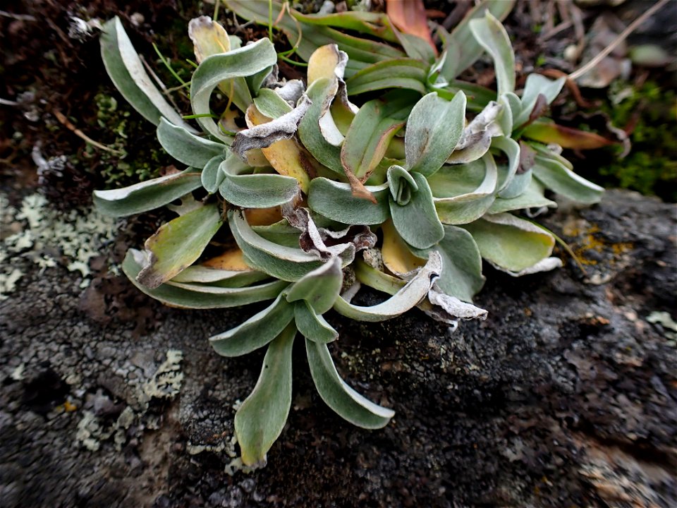 Featherweed (Gamochaeta ustulata). Species of plant.