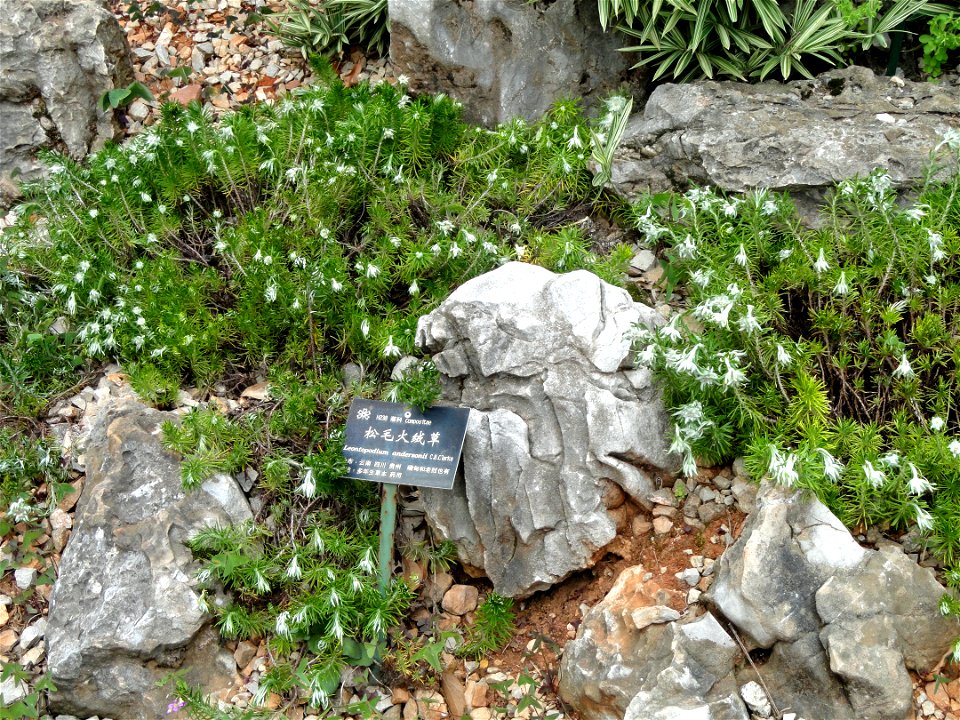 Plant specimen in the Kunming Botanical Garden, Kunming, Yunnan, China.