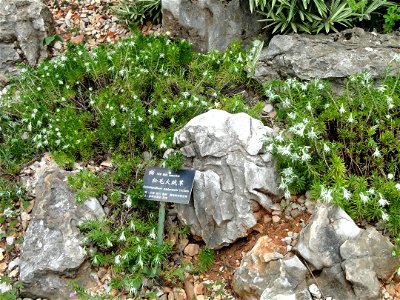 Plant specimen in the Kunming Botanical Garden, Kunming, Yunnan, China.