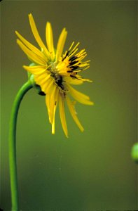 Image title: Prairie dock plant yellow flower with yellow and black center silphium terebinthinaceum Image from Public domain images website, http://www.public-domain-image.com/full-image/flora-plants photo