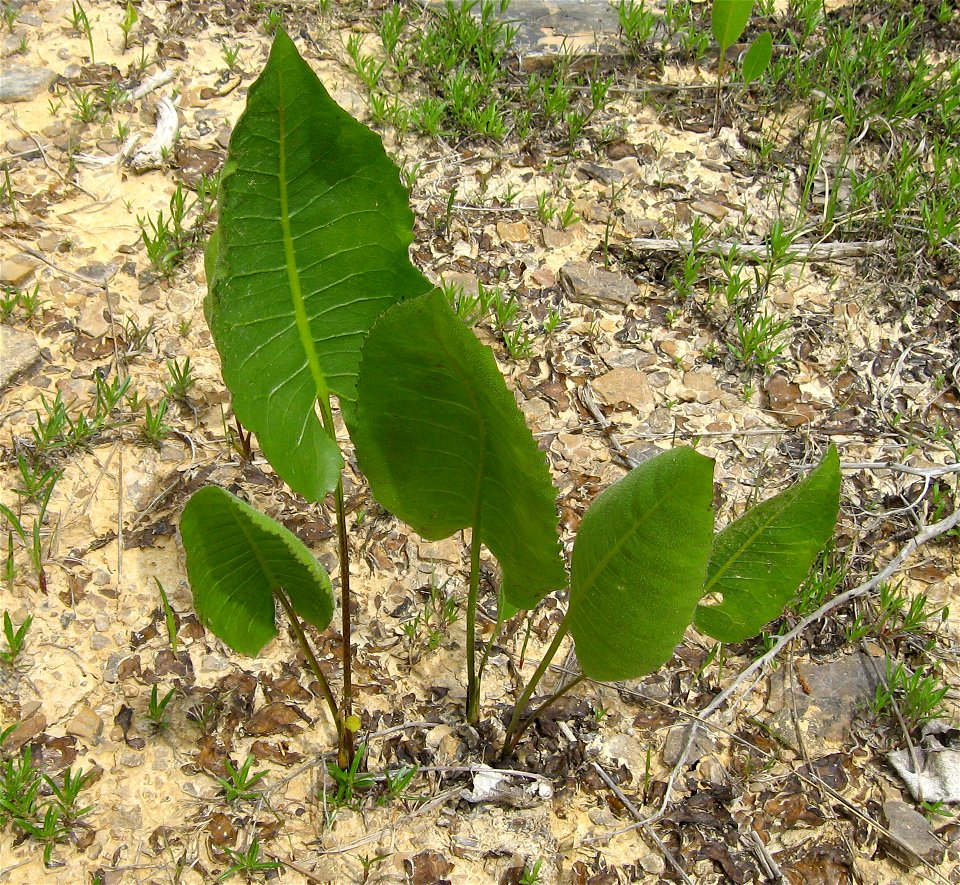 Leaves of Silphium terebinthinaceum. Dry limestone barren at Crooked Creek Barrens, Lewis County, Kentucky.
