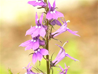 Image title: Lobelia spicata plant pale spiked lobelia Image from Public domain images website, http://www.public-domain-image.com/full-image/flora-plants-public-domain-images-pictures/flowers-public- photo