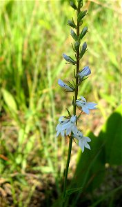 Lobelia spicata in a xeric limestone barren in Garrard County, Kentucky, USA