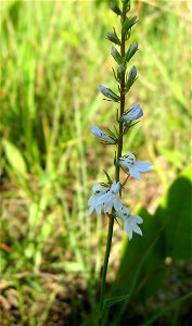 Lobelia spicata in a xeric limestone barren in Garrard County, Kentucky, USA photo