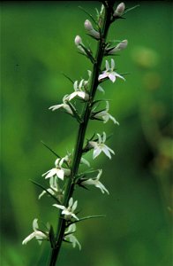 Image title: Pale spiked lobelia white flower white thorns lobelia spicata Image from Public domain images website, http://www.public-domain-image.com/full-image/flora-plants-public-domain-images-pict photo