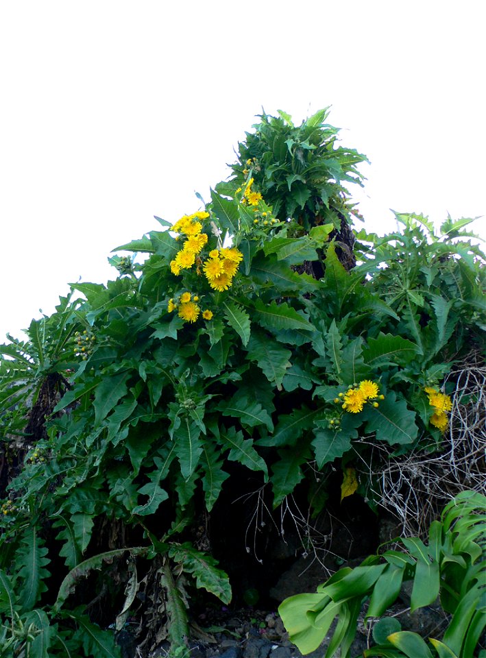 Sonchus congestus. Cerraja de endémica de Tenerife y Gran Canaria. Garachico (Tenerife)
