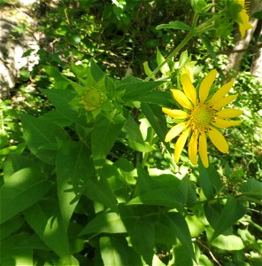 Silphium radula, in an open area at the base of a north-facing wooded bluff along the South Fork of the Guadalupe River, east of the mouth of Cherry Creek. Kerr County, Texas. photo