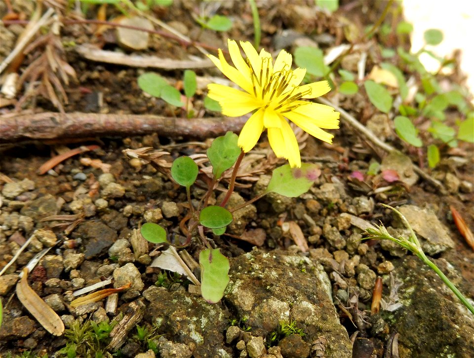 Ixeris stolonifera sunny, shrubby opening on mountain slope with gravelly soil, Mount Ōyama, Isehara, Kanagawa, Japan.